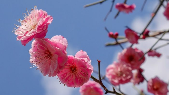 三宮神社の梅の香りが広がる三宮のおしゃれスポット フォトメモリ