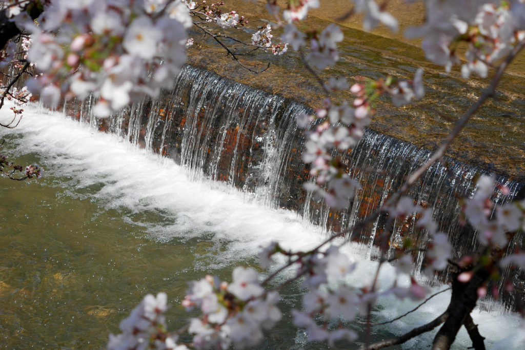 夙川公園（夙川河川敷緑地）の桜
