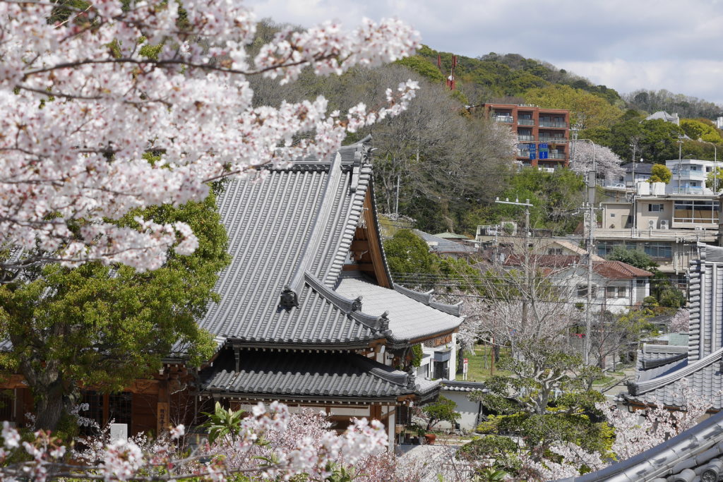 須磨寺（須磨寺公園）の桜