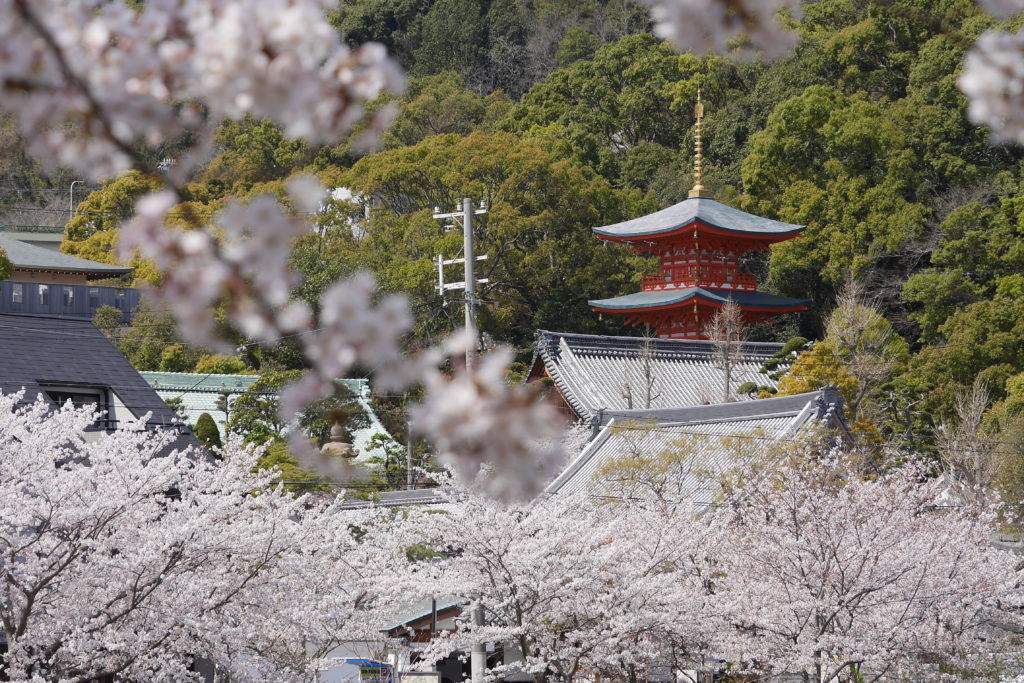 須磨寺（須磨寺公園）の桜